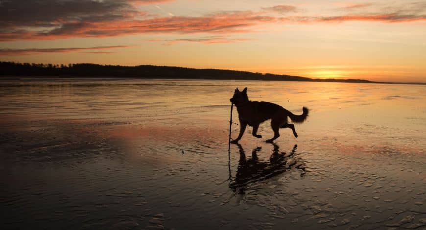 Playas para perro II