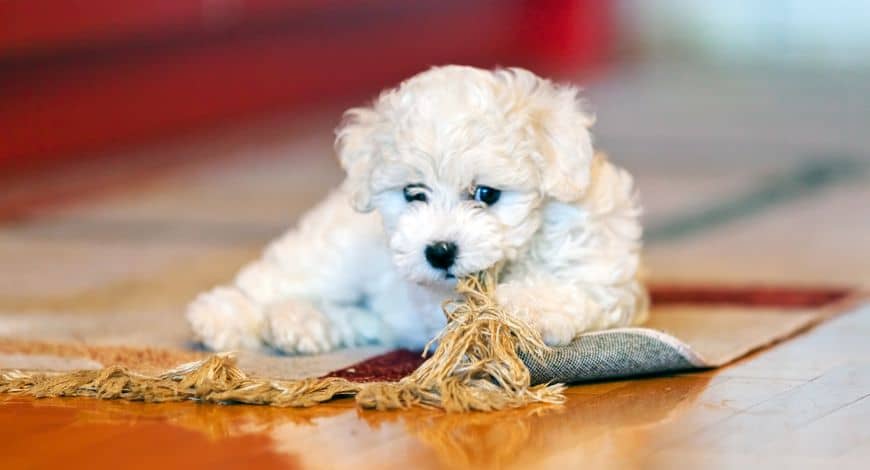 Bichón Maltés Americano: Características y Cuidados
