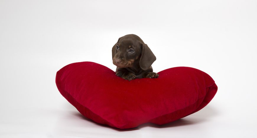 Regalos originales para perros en San Valentín