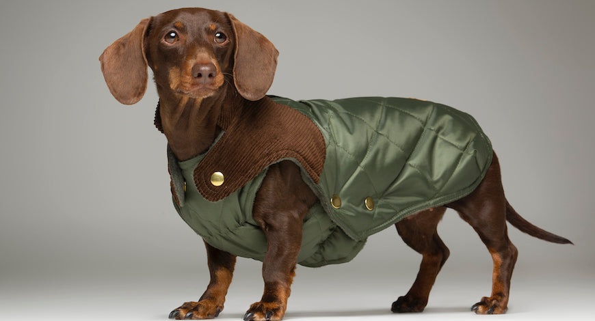 Mi perro tiene frío, ¿qué abrigo le puedo comprar? Tipos de abrigos para perros