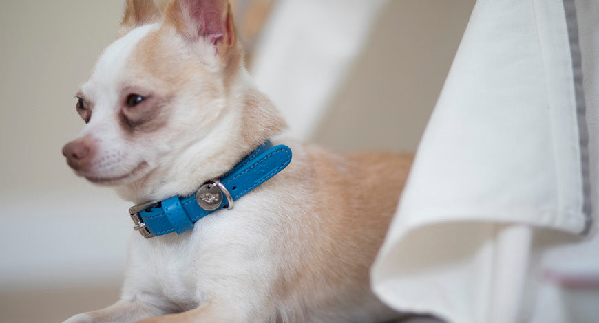 Collares y arneses para Chihuahuas, ¿cuál es la mejor opción?