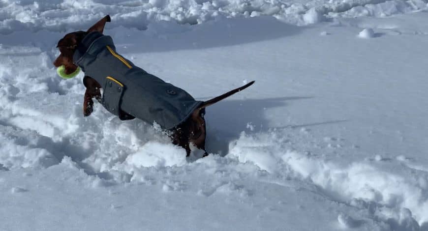 Ropa de perro para la nieve: cómo proteger a tu mascota en invierno