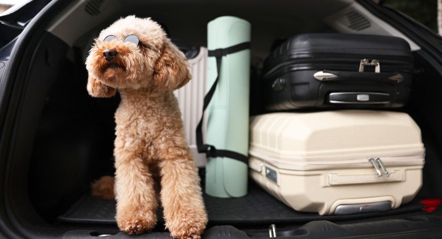 Kit de viaje con perro: imprescindibles para moverse con seguridad y comodidad