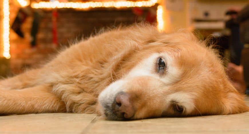 Cómo cuidar a un perro senior, qué hacer cuando tu perro se hace mayor