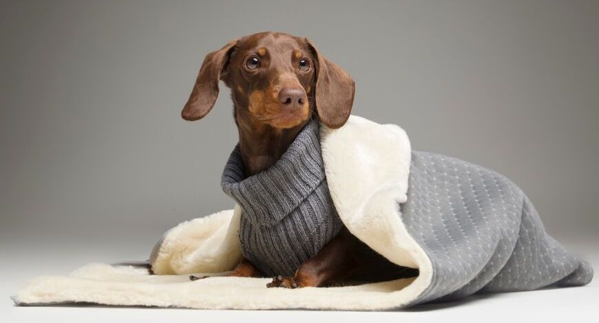 Lo último en moda y diseño para perros, descubre la nueva temporada