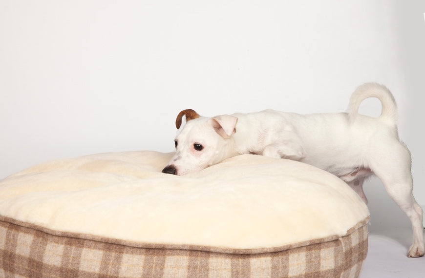 Cómo elegir la mejor cama para tu Jack Russell