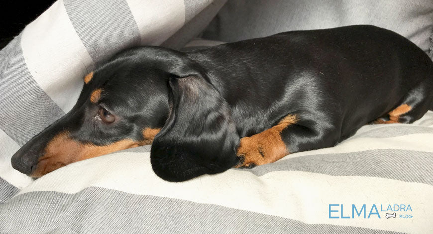 Elma tiene la solución para los perros con miedo a los petardos y a los truenos