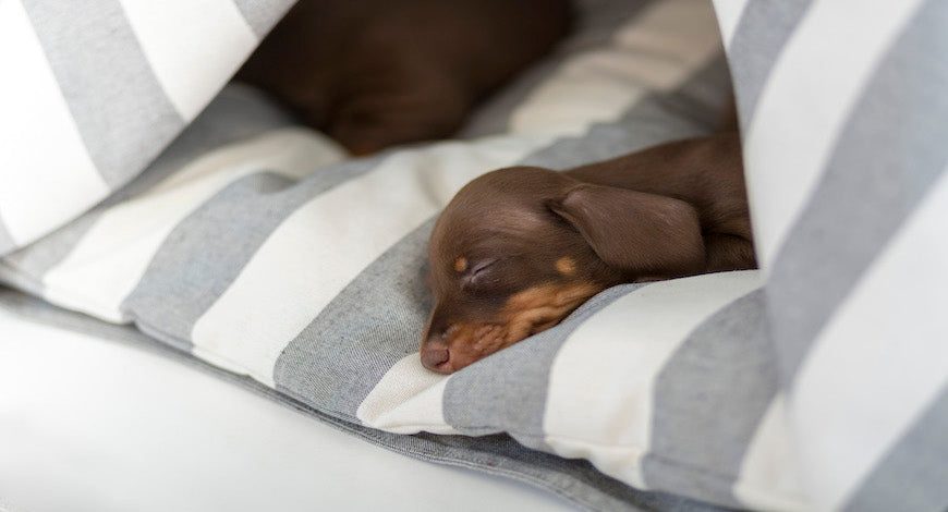 10 Consejos imprescindibles para cuando llega un cachorro a casa