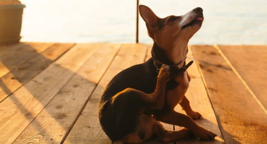 Mi perro se rasca mucho, ¿puede ser alérgico? ¿Cómo saber si tu perro tiene alergia?