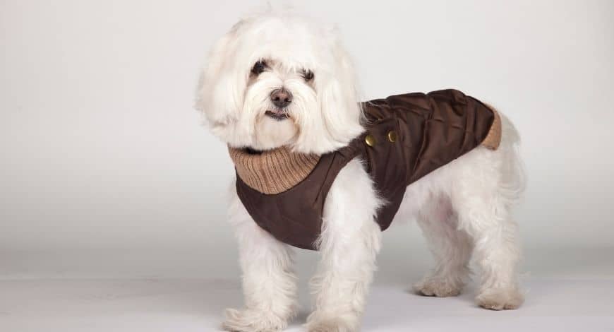 Ventajas de los abrigos impermeables para perros