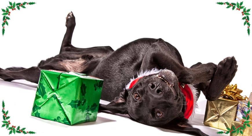 Los regalos más originales para perros por menos de 50€