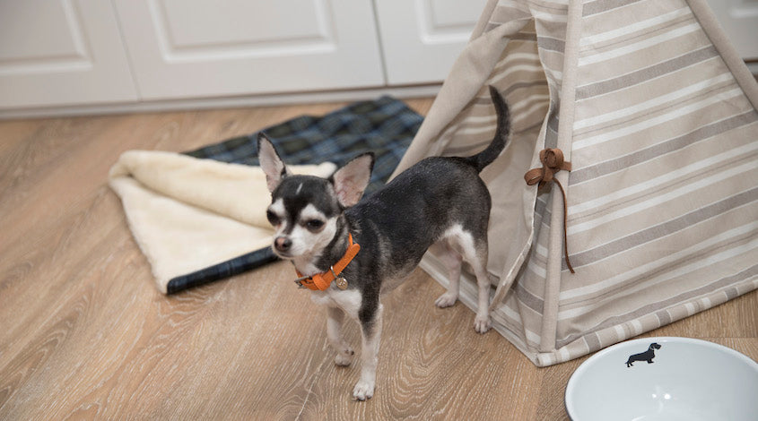 De cómo una idea se convirtió en realidad: hacer ropa para perros