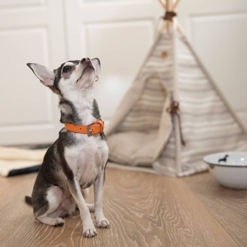 Tipi Camel para perros