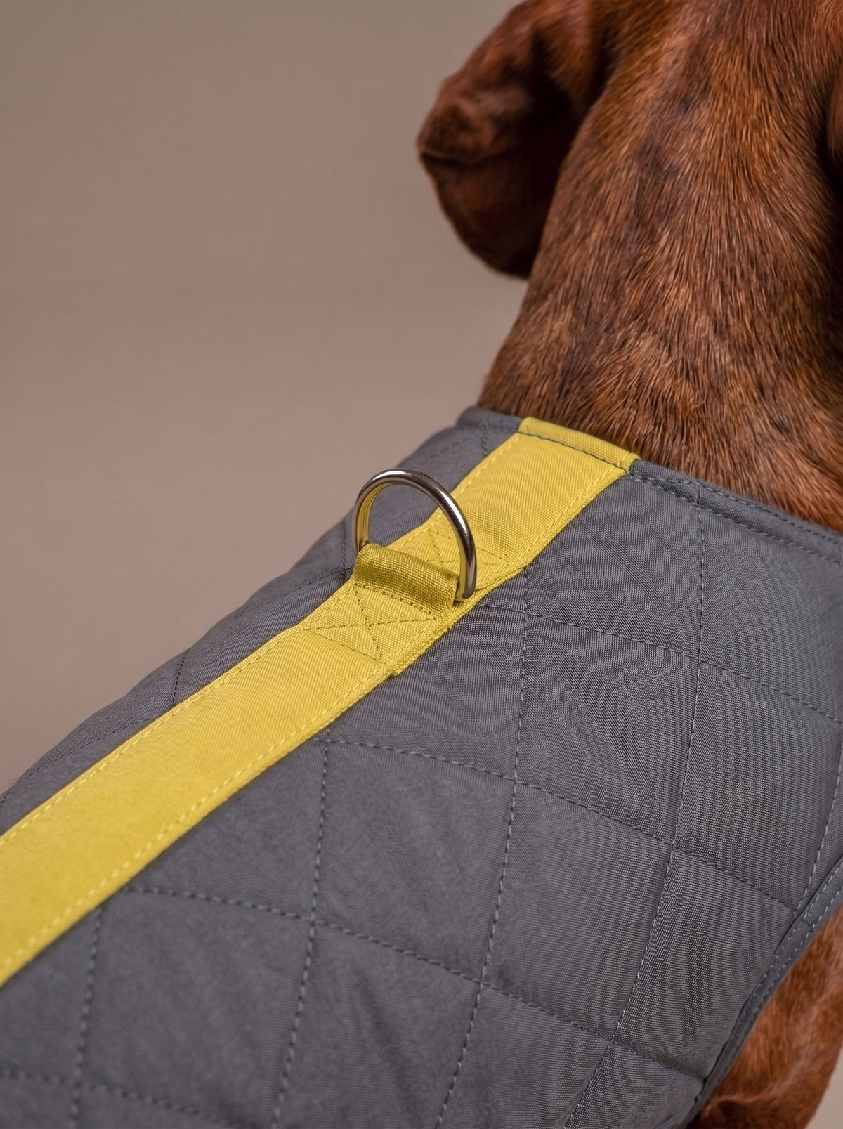 arnes para perros invierno