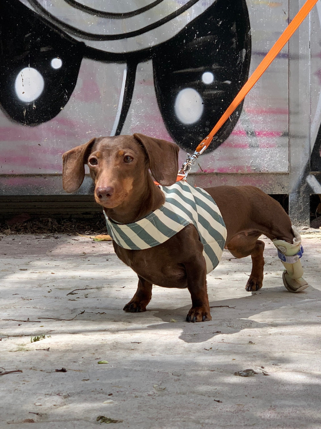 arnes para perros