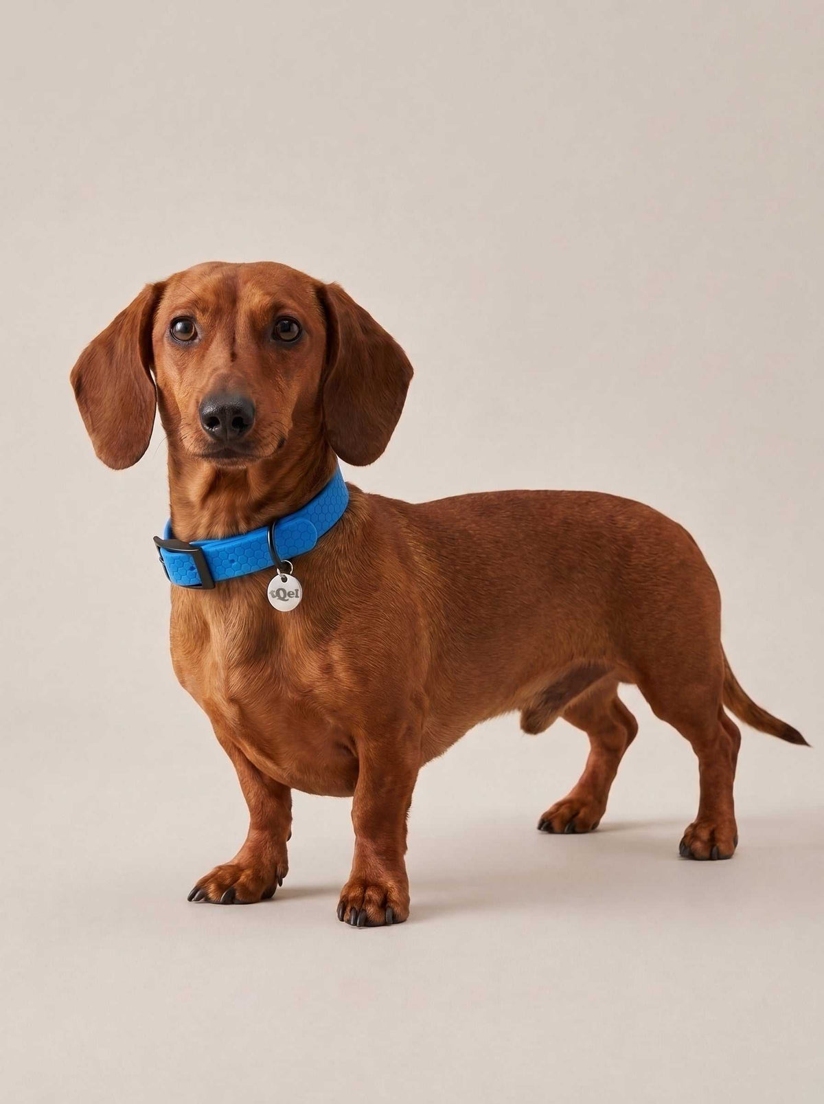 Collar para perros impermeable Sky