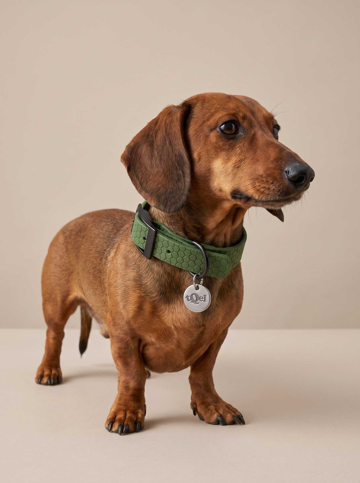 Collar para perros impermeable Olive