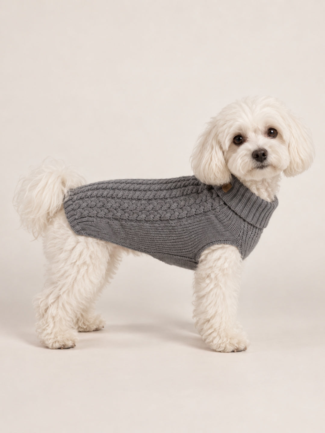 jersey para perros