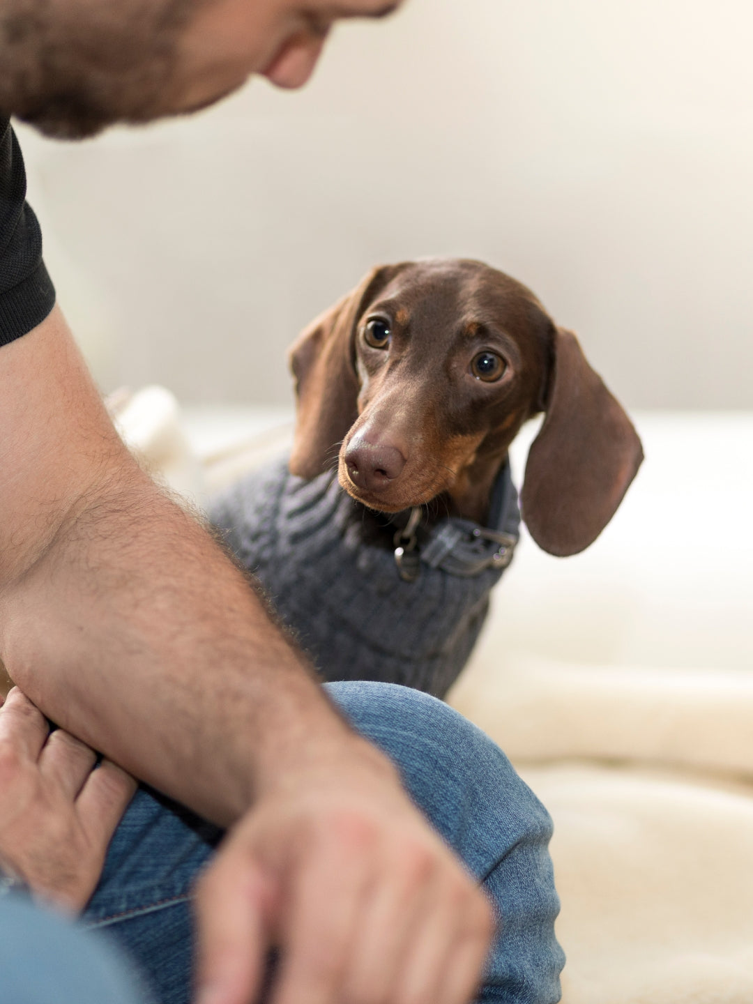 jersey para perros