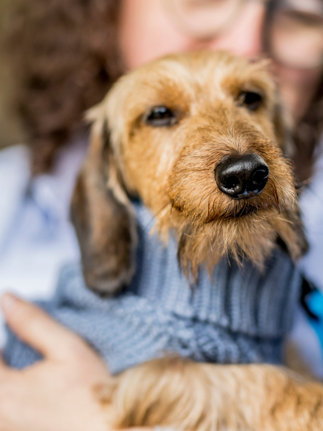 Jersey para perros