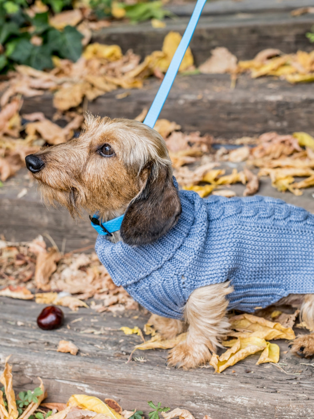 Jersey para perros