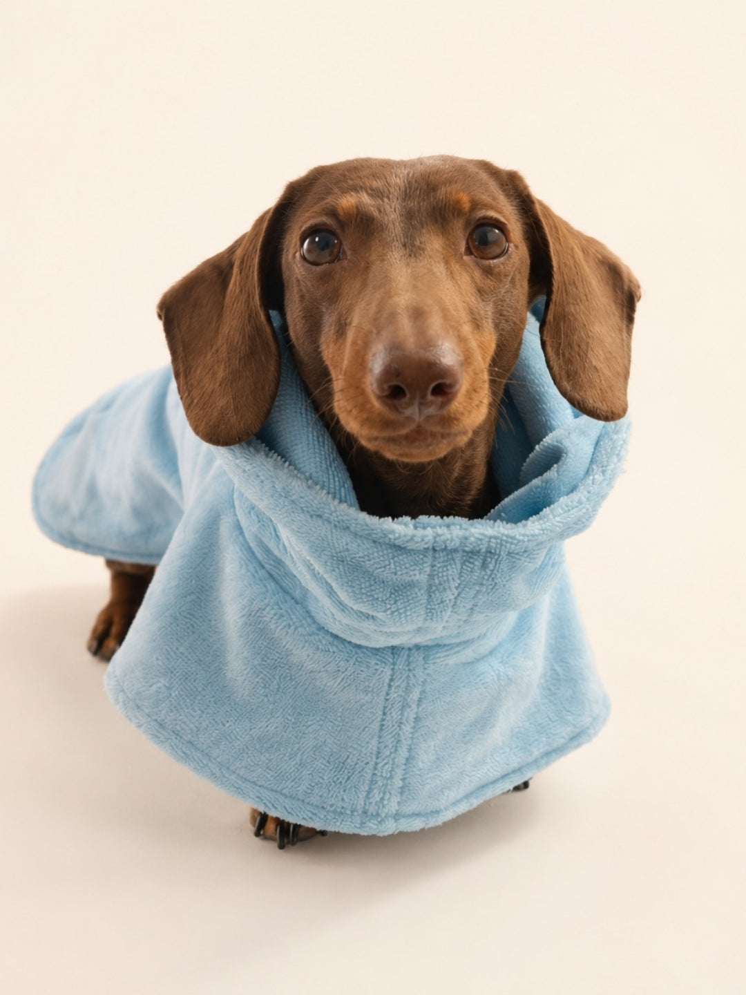 Albornoz para perros