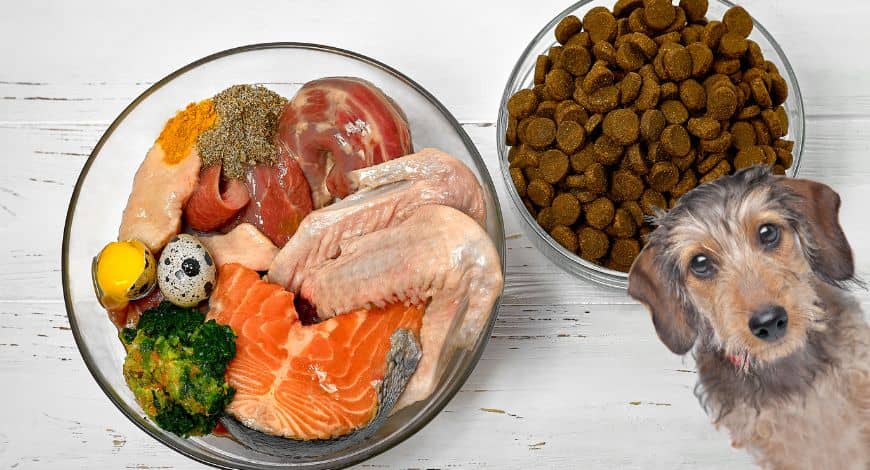 Cómo alimentar a un perro salchicha: recetas adecuadas