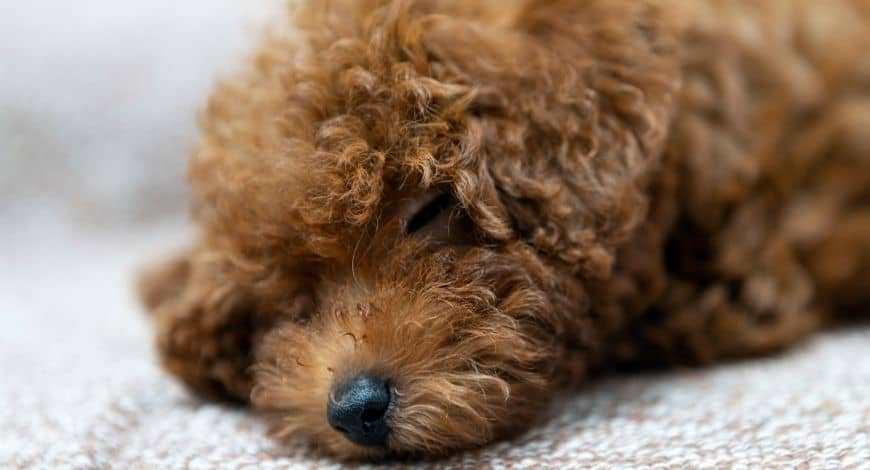 Cómo elegir la mejor cama para tu caniche toy poodle
