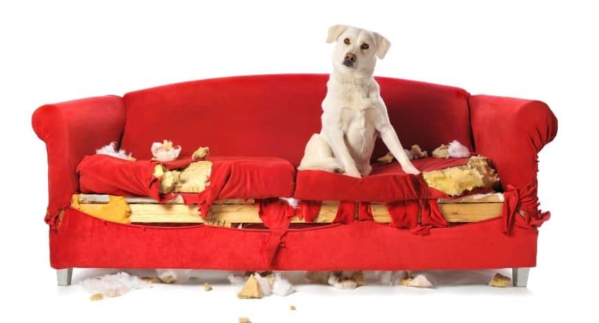 ¿Qué es la ansiedad por separación o por qué los perros se vuelven locos cuando están solos?