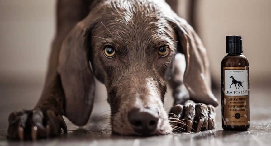 El mejor champú para perros, cuida su piel adecuadamente
