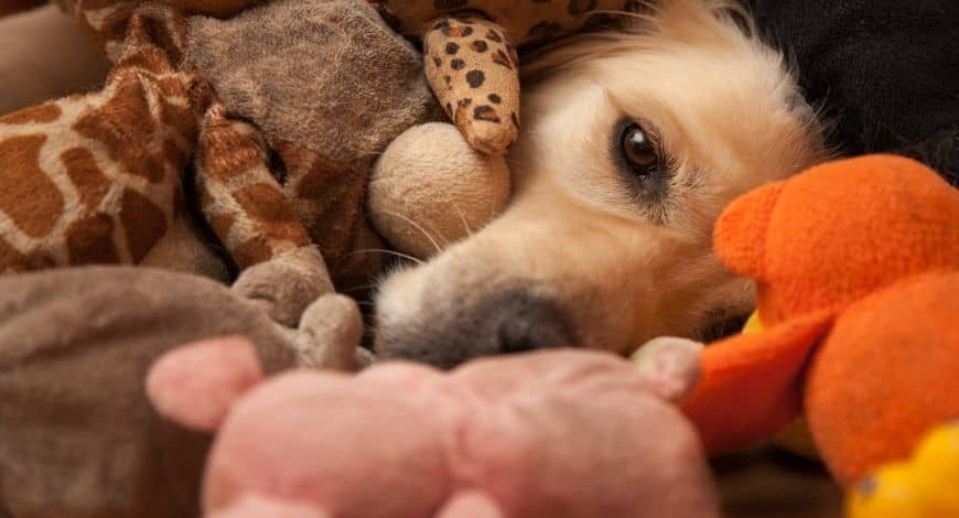 Si los juguetes para perro le duran segundos, tenemos la solución…