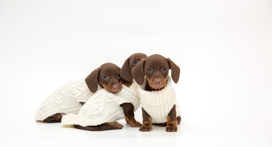 Comprar ropa para teckel. Cómo escoger las prendas adecuadas para tu perro