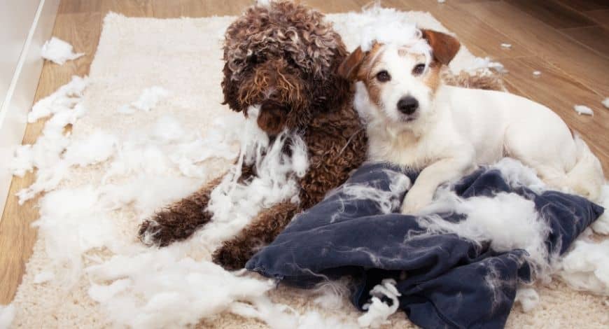 Ansiedad por separación en perros ¿Qué razas son las más afectadas?