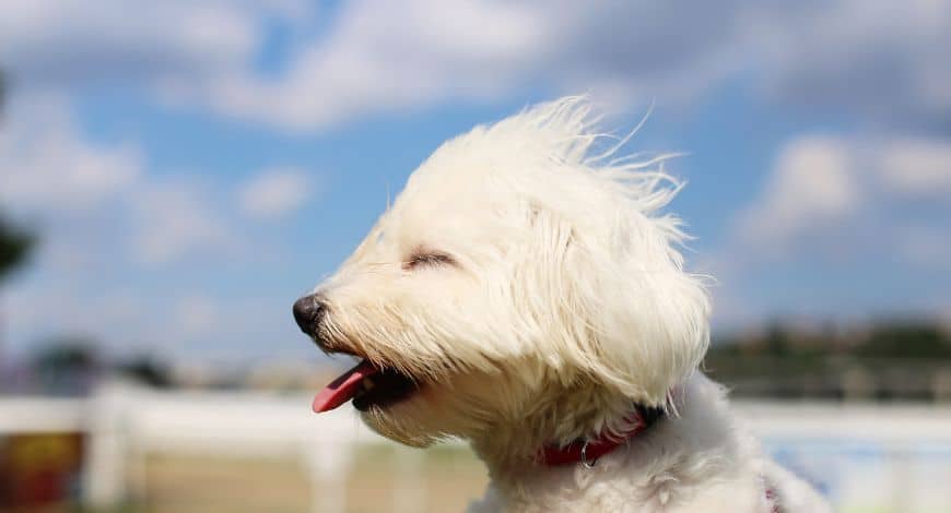 A mi perro le da miedo el viento: ¿cómo ayudarlo?