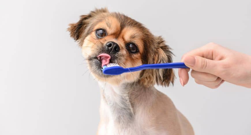 ¿Cepillas los dientes de tu perro? Cómo cepillar los dientes a tu perro