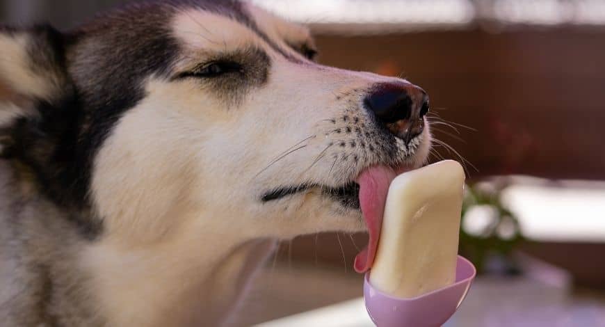 Cinco recetas caseras de helados para perros refrescantes y sabrosas