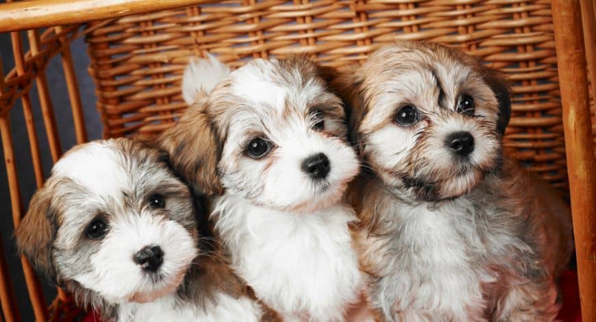Bichón Habanero: todo sobre esta adorable raza