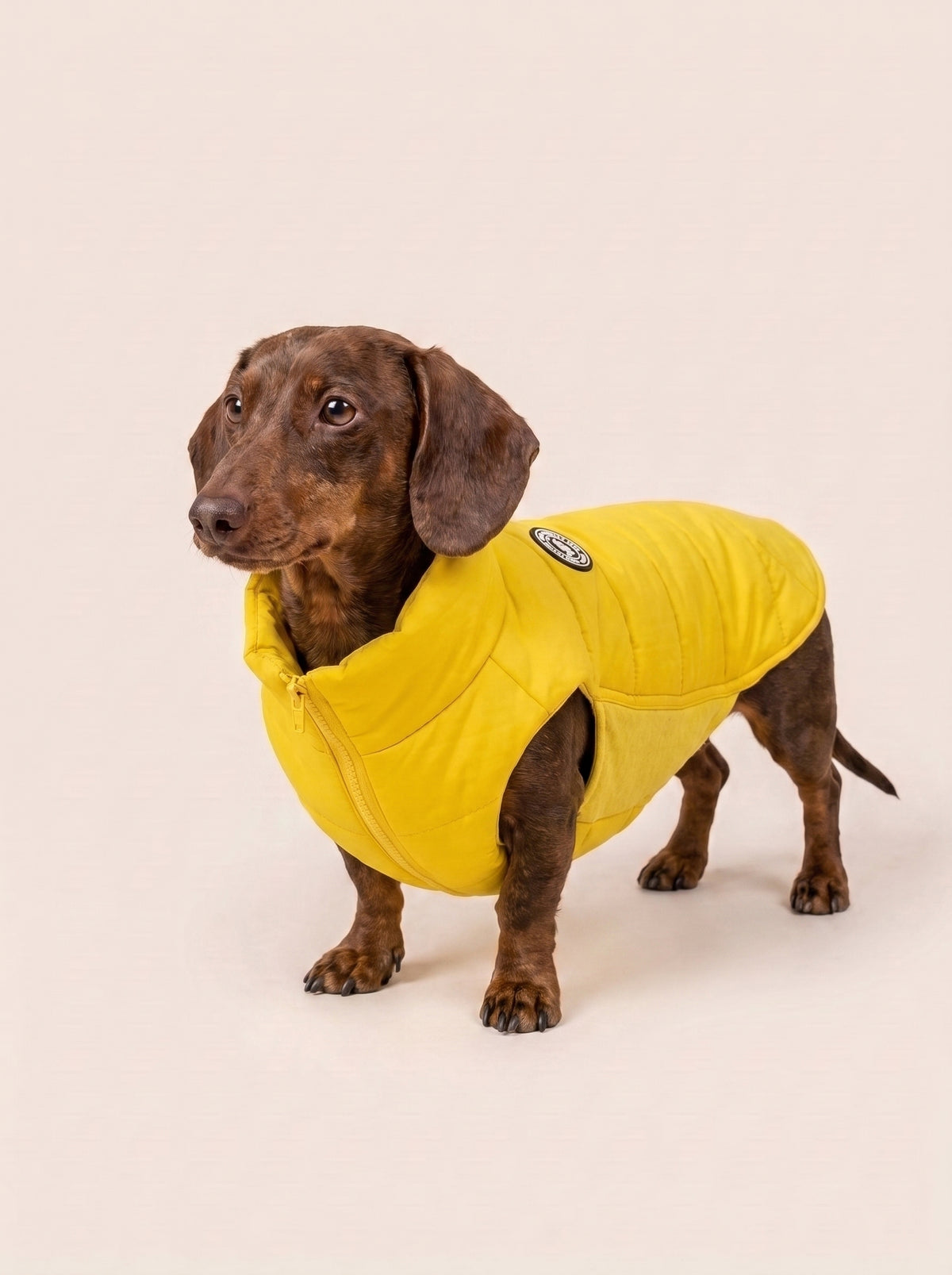 Artic Yellow Feathers