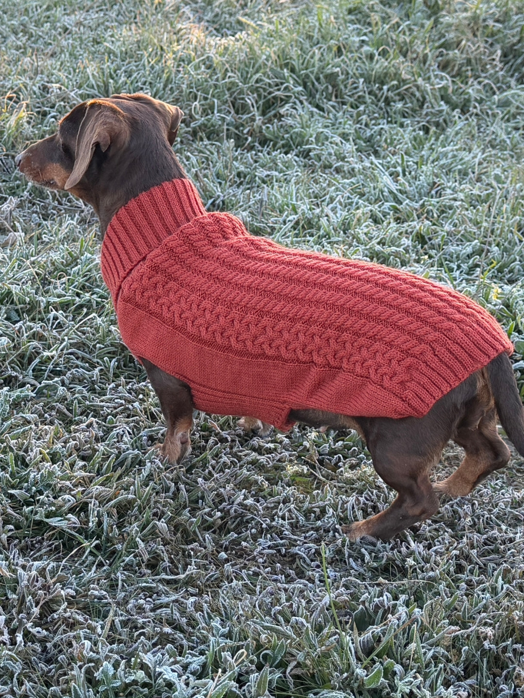 jersey para perros de lana