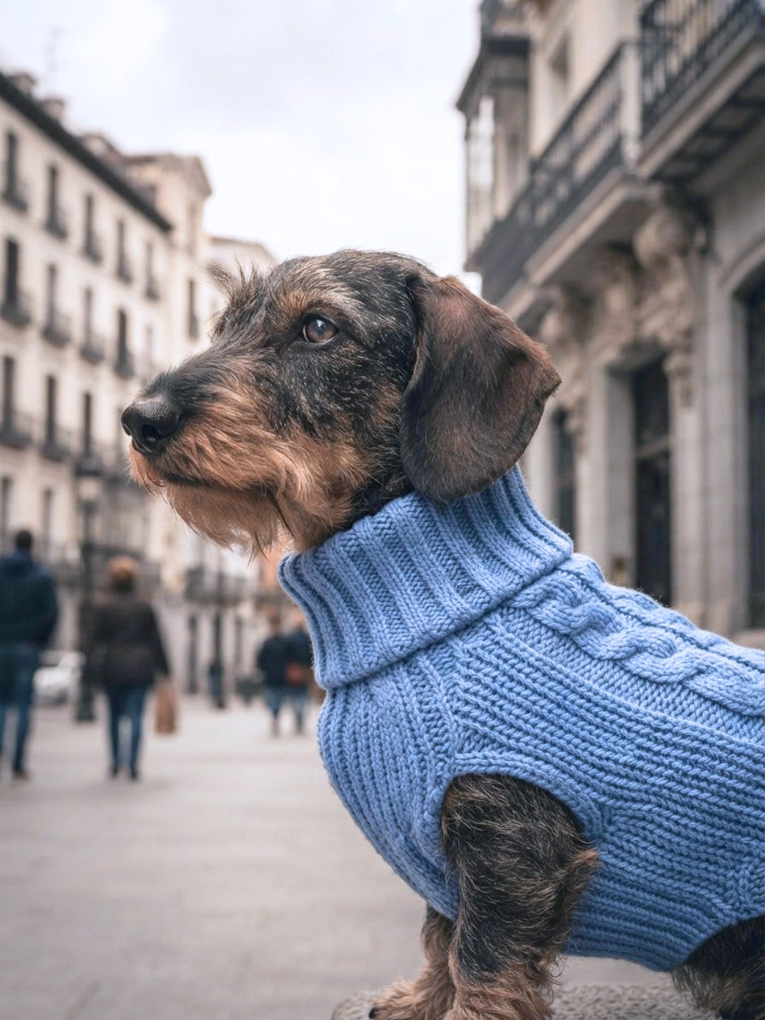 Jersey para perros
