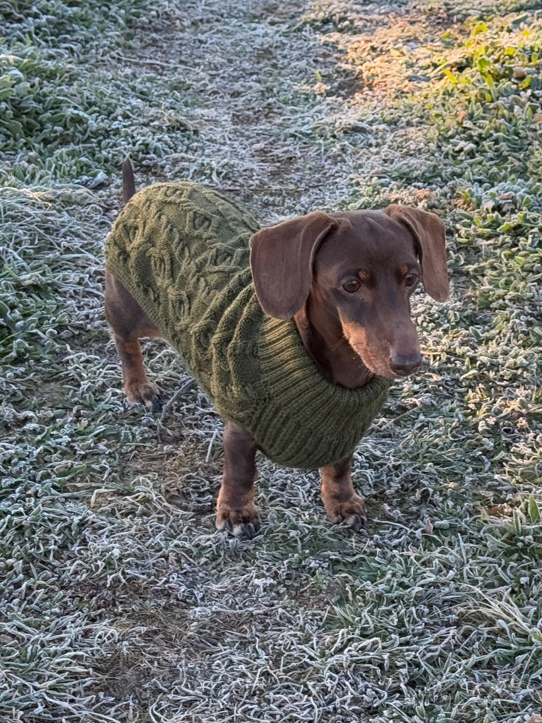 Jersey de lana para perros
