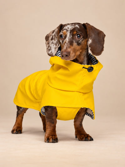 Tintin Yellow Raincoat
